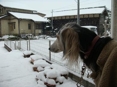 雪2014 002.jpg m.jpg